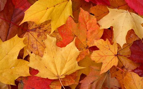 Download Autumn Leaves Background | Wallpapers.com