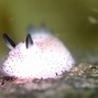 Image result for Sea Bunnies