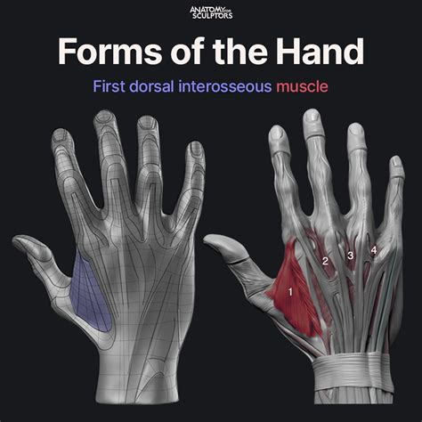 ArtStation - The first dorsal interosseous | Hand anatomy, Anatomy for ...