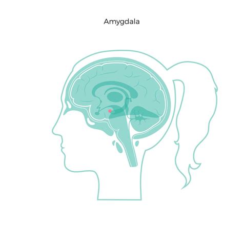 Image result for Amygdala Example