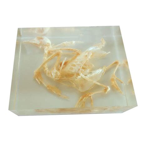 Buy FMOGE Pigeon Skeleton Natural Model - Animal Skeleton Embedding ...