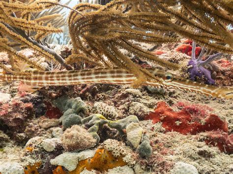 SCUBAMOBILE DIVE CENTER (2026) All You Need to Know BEFORE You Go (with ...