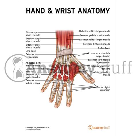 Wrist Tendons Anatomy Anatomy Diagram Book Human Muscle System