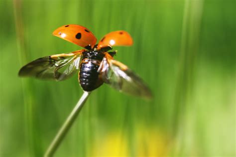 Image result for Ladybug Insect Flying