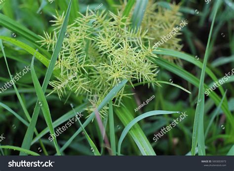 Cyperus Esculentus