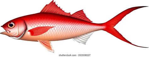 Image result for Red Nose Snapper