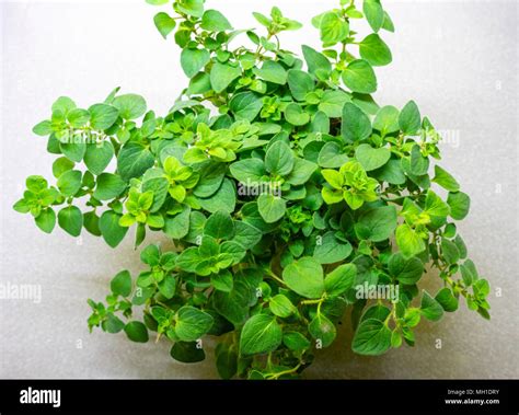 Oregano plant (Origanum vulgare) a Perennial herb Stock Photo - Alamy