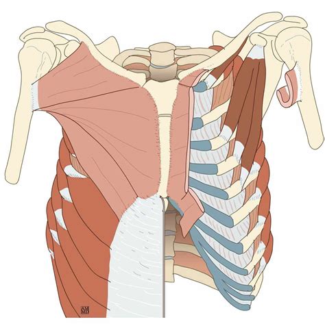 Muscles du thorax - e-Anatomy - IMAIOS