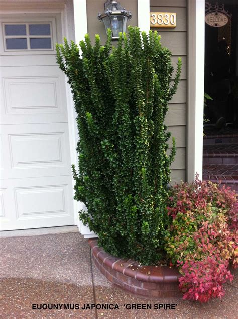 Euonymus Japonicus Green Spire