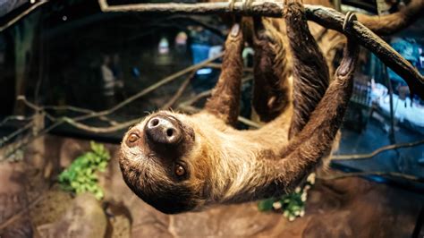 Discount Codes for Ripleys Aquarium: Up To 31% Off Today (2026)