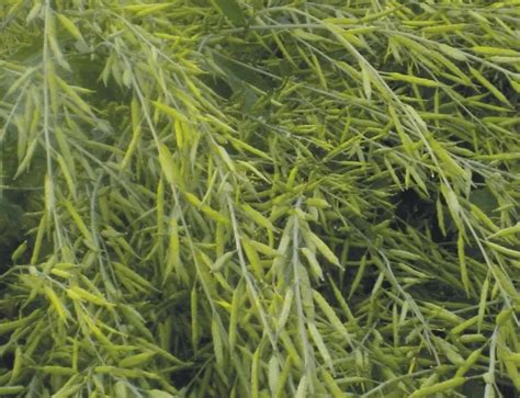 Jowar Sujata Gold Seeds | High-Yield & Drought-Resistant Sorghum