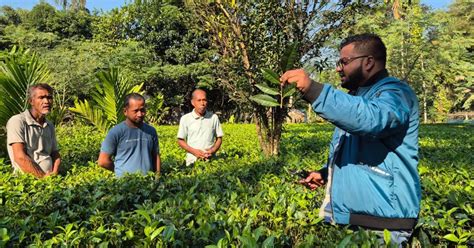 Powering the tea supply chain through capability and collaboration ...