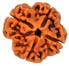 Buy Gems Shop 4 Mukhi Rudraksha Nepal Origin Certified By Lab Brown Men ...