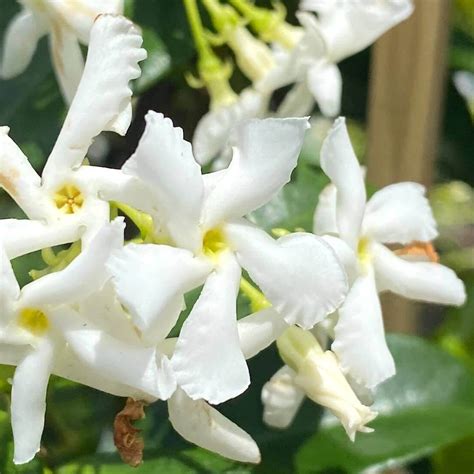 Trachelospermum - Chinese Star Jasmine - Hello Hello Plants & Garden ...