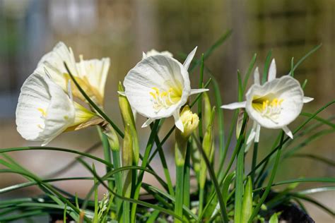 Discover These 9 Rare Types of Daffodils - A-Z Animals