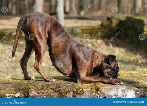 Playing German boxer dog stock photo. Image of ears, interested - 13029976