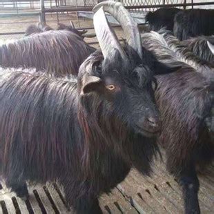 黑山羊品种有几种 长毛黑山羊跟短毛黑山羊的区别在哪里-阿里巴巴