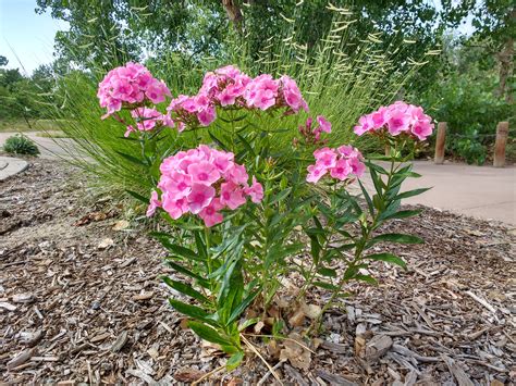 Tall Phlox Plant with Clusters of Pink Flowers – Photos Public Domain