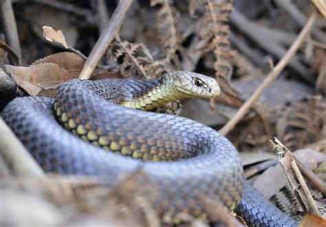 ShukerNature: SNAKES ALIVE! ARE THERE SERPENTS IN NEW ZEALAND?