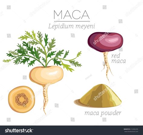 Image result for Maca Root PNG