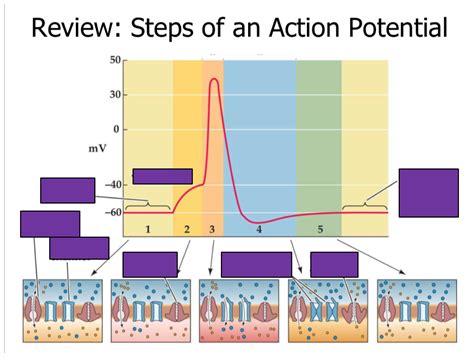 Action Potential Explained 的图像结果