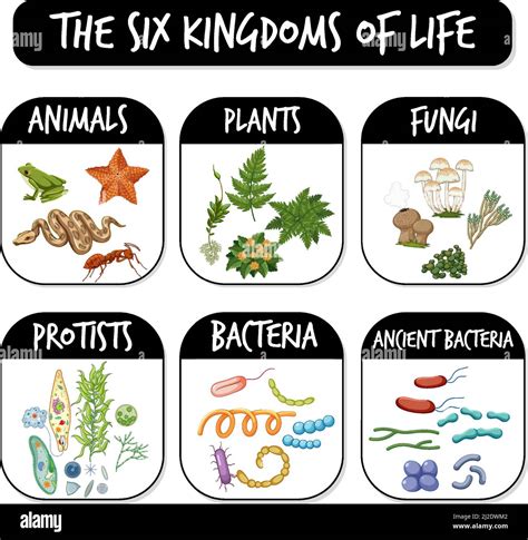Diagram showing six kingdoms of life illustration Stock Vector Image ...