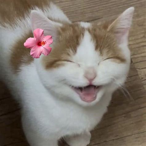 Image result for Rust Meme PFP Cat