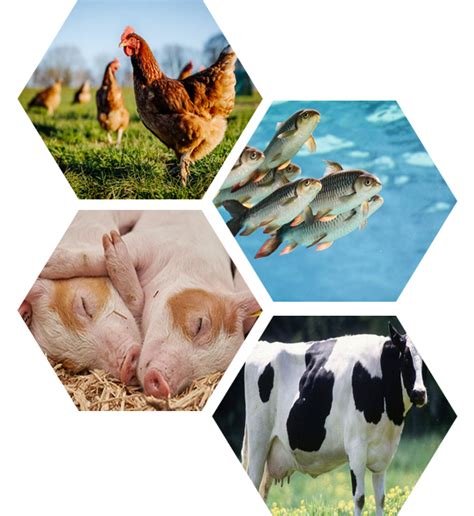 Guybro Animal Health Pvt Ltd.