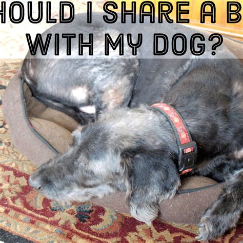 Should You Let Your Dog Sleep In Bed With You