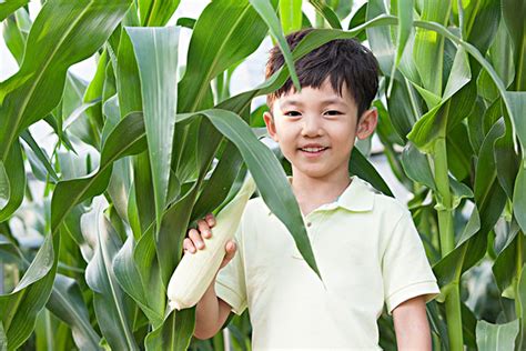 显示某事的年轻人对他的孩子在玉米的领域 库存照片. 图片 包括有 教育, 玉米, 成功, 传统, 手指, 展望期 - 58952910