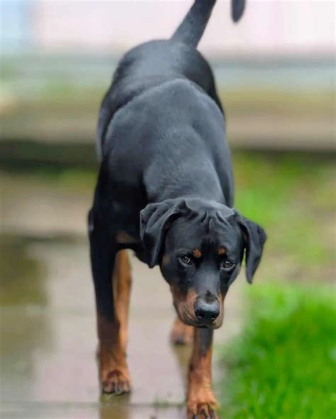 Doberman Rottweiler Mix (Rotterman): Info, Pictures & Facts