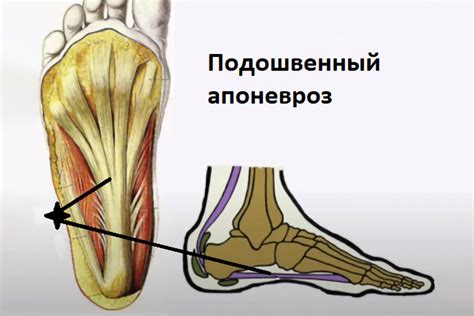 Биомеханика стопы. Часть 1. Статьи