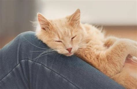猫睡在你身上代表什么 猫对主人的记忆有多久_宠物百科 - 养宠客
