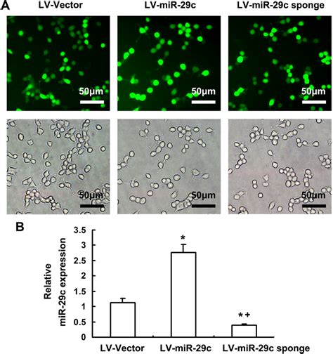 H2O2 HT22 的图像结果