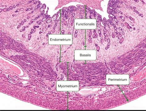 Image result for Endometrium Functional Layer