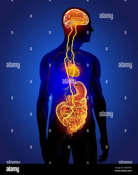 Vasovagal syncope, illustration Stock Photo - Alamy