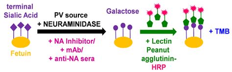 Influenza A (N1-N9) and Influenza B (B/Victoria and B/Yamagata ...