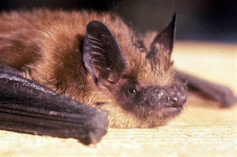 Big Brown Bat (Eptesicus fuscus)