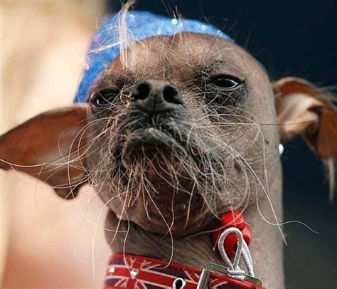 Votarán por el perro más feo del mundo en California | EL UNIVERSAL - Cartagena