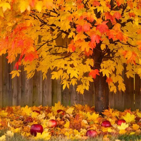 Image result for Outside Fall Trees