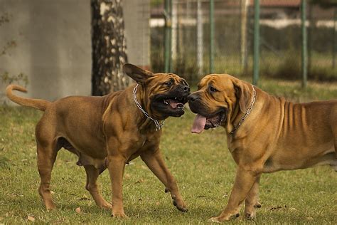 Top 10 World's Strongest & Deadliest Dog Breeds - Mylilpaw