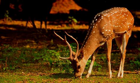 Close-Up Photo of Deer Eating Grass · Free Stock Photo