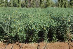 DSH-185 : New CGMS-based Safflower Hybrid | ICAR