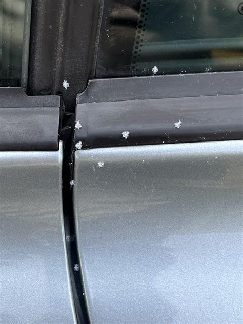 What are these little white fuzzy bugs all over my car? : r/Chattanooga