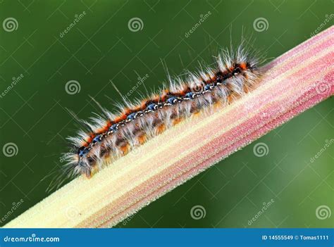Black - red caterpillar stock image. Image of green, close - 14555549