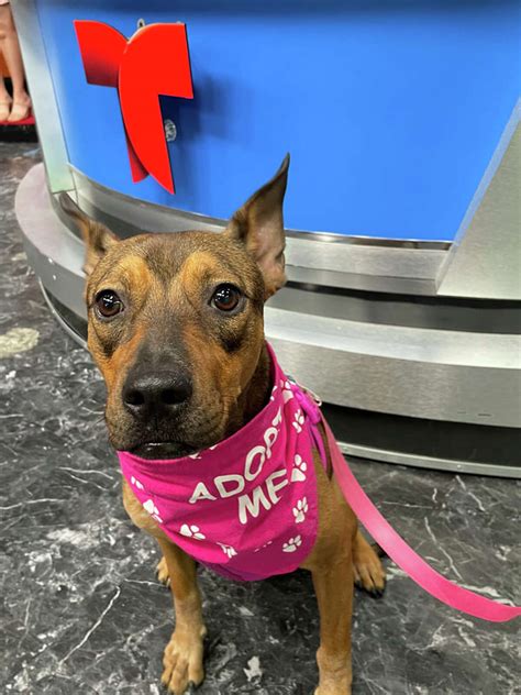 Meatball is Pet of the Week for Laredo Animal Protective Society