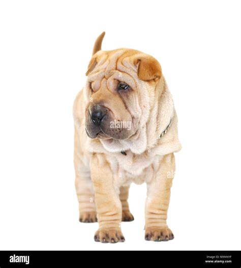Black shar pei hi-res stock photography and images - Alamy