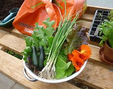 Image result for grow food