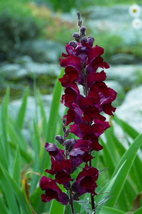 250 ' WELCOME ' SNAPDRAGON Antirrhinum Majus Dark Crimson Red Near Bla ...