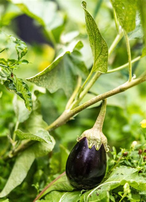 Eggplant Plant Growing Eggplant (Aubergine) – Egg Plant From The
